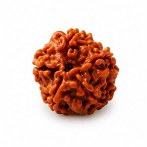 5 Mukhi Rudraksha (energized) - Image 1