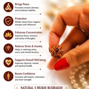 5 Mukhi Rudraksha (energized) - Image 3